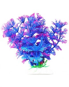 Растение аквариумное Амбулия сине фиолетовая Уют