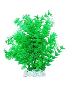Растение аквариумное Амбулия зеленые кружевные листья 20 см Уют
