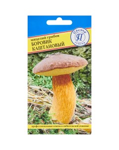 Мицелий грибов боровик Каштановый Престиж семена