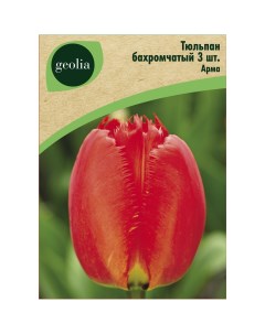 Тюльпан бахромчатый Арма Арма 3 шт Geolia