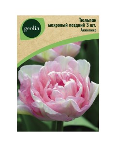 Тюльпан махровый поздний Анжелика 3 шт Geolia