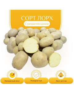 Картофель Лорх 6 100 шт Агроцентр коренево