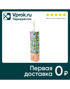 Саженцы Gulf Flowers Жимолость славянка Галф флауэрс фзко