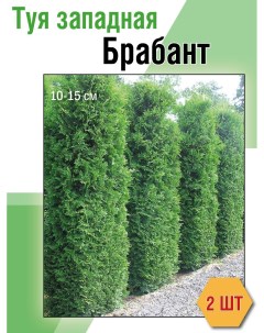 Саженец Туя западная Брабант размером 10 20 см 2 шт Семисад24