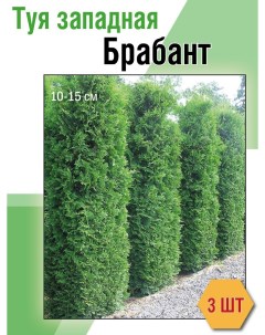 Саженец Туя западная Брабант размером 10 20 см 3 шт Семисад24