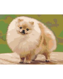Картина по номерам Собаки Шпиц пушистый щенок 40х50 Цветное