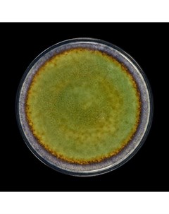 Тарелка мелкая 10,5 265мм, синий+зеленый Verde Corone